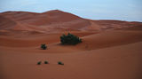 Сахара ; Коментари:5