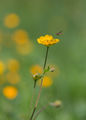 Родопско омайниче /Geum rhodopaeum/ ; Коментари:12