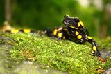 Дъждовник (Salamandra salamandra) ; comments:6