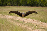 Marabou Stork (Щъркел от Танзания) ; Comments:7