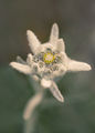Толкова съвършен... Еделвайс ❤️ /Leontopodium nivale subsp. alpinum/ ; comments:9