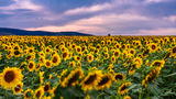 Слънчогледи по залез слънце ; Коментари:10