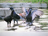 Жадните гълъби ; comments:8