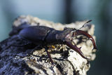 Бръмбар рогач -Lucanus cervus ; Коментари:1