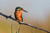 Земеродно рибарче / Common kingfisher ; comments:6