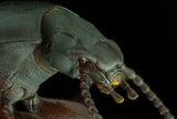Малък брашнен бръмбар (Tribolium confusum) ; comments:4