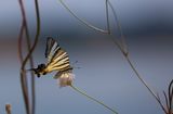 Papilio machaon ; comments:4