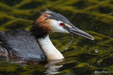 Големият гмурец (Podiceps cristatus) ; Коментари:6