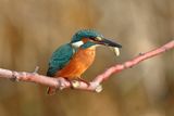 Common kingfisher ; comments:7