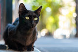 Black Cat ; comments:5