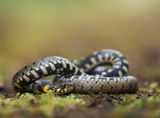 Жълтоуха водна змия (Natrix natrix) ; comments:73