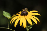 Пчела и цвете ; Comments:2