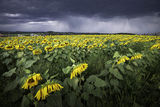 Yellow Storm ; comments:12