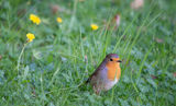 Червеногръдка (Erithacus rubecula) ; comments:5