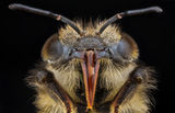 Пчела ; comments:2