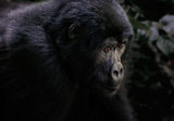Планинска горила ; comments:4