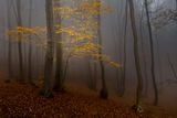 Есен в гората ; Коментари:12