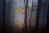 Есен гора мъгла ; Коментари:9
