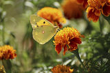 Пеперуда ; comments:6