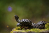 Усойница (Vipera berus) ; comments:86