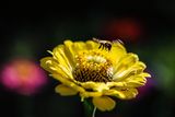 Пчеличка в полет ; comments:4