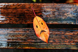 ... есента си отива.... ; comments:9