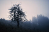 В мъглата... ; comments:2