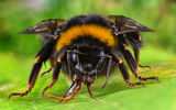 Земна пчела ; comments:4