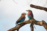 Lilac-breasted roller ; Comments:6