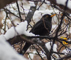 Черен кос (Turdus merula) ; comments:8