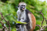 Red colobus ; comments:6