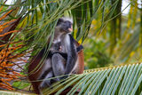 Red colobus ; Comments:5