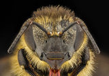 Пчела ; comments:11