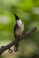 Red whiskered bulbul ; comments:5
