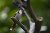 Red whiskered bulbul ; comments:12
