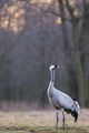 Сив жерав (Grus grus) Common crane ; Коментари:4