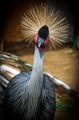 East African Crowned Crane ; comments:8