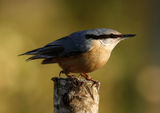 Горска зидарка (Sitta europaea) ; comments:11