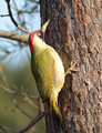 Зелен кълвач (Picus viridis) ; comments:7