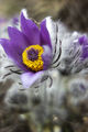 Pulsatilla vulgaris ; comments:5