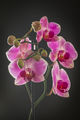 Орхидея ; comments:6
