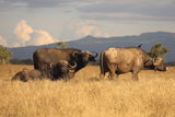 Amboseli ; comments:9