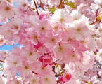 Розова пролет ; comments:17