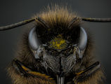 Земна Пчела ; comments:1
