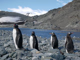 Пингвини Папуа ; comments:11