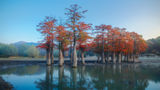 Morning of Swamp Cypresses ; comments:12