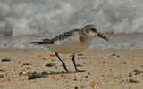 Малък брегобегач ,(Calidris minuta) ; comments:8