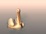 Розов пеликан ; comments:10