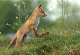 Лисица (Vulpes vulpes) ; Comments:37