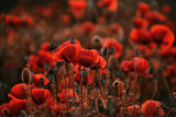 poppies ; comments:13